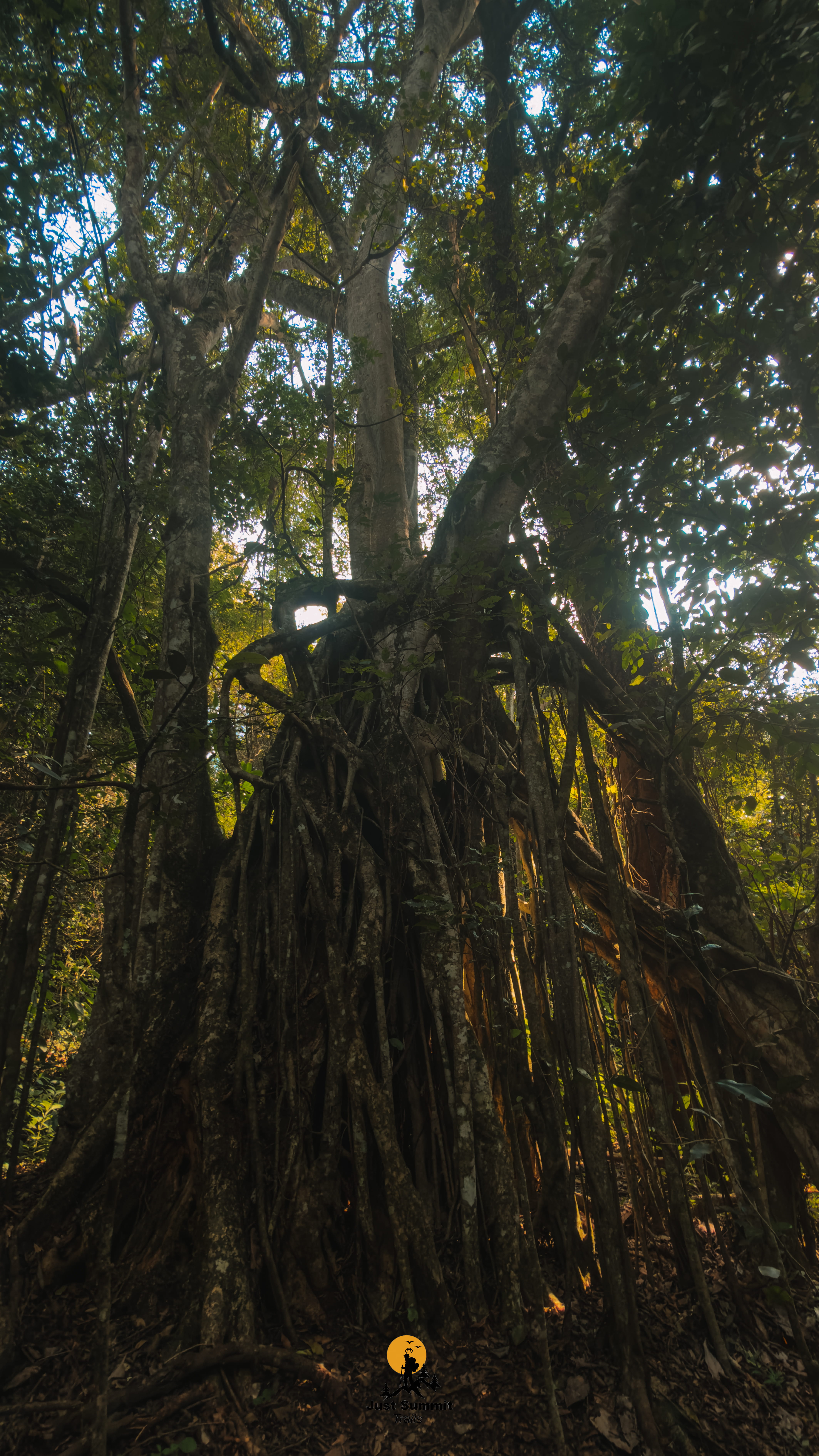Karura Forest