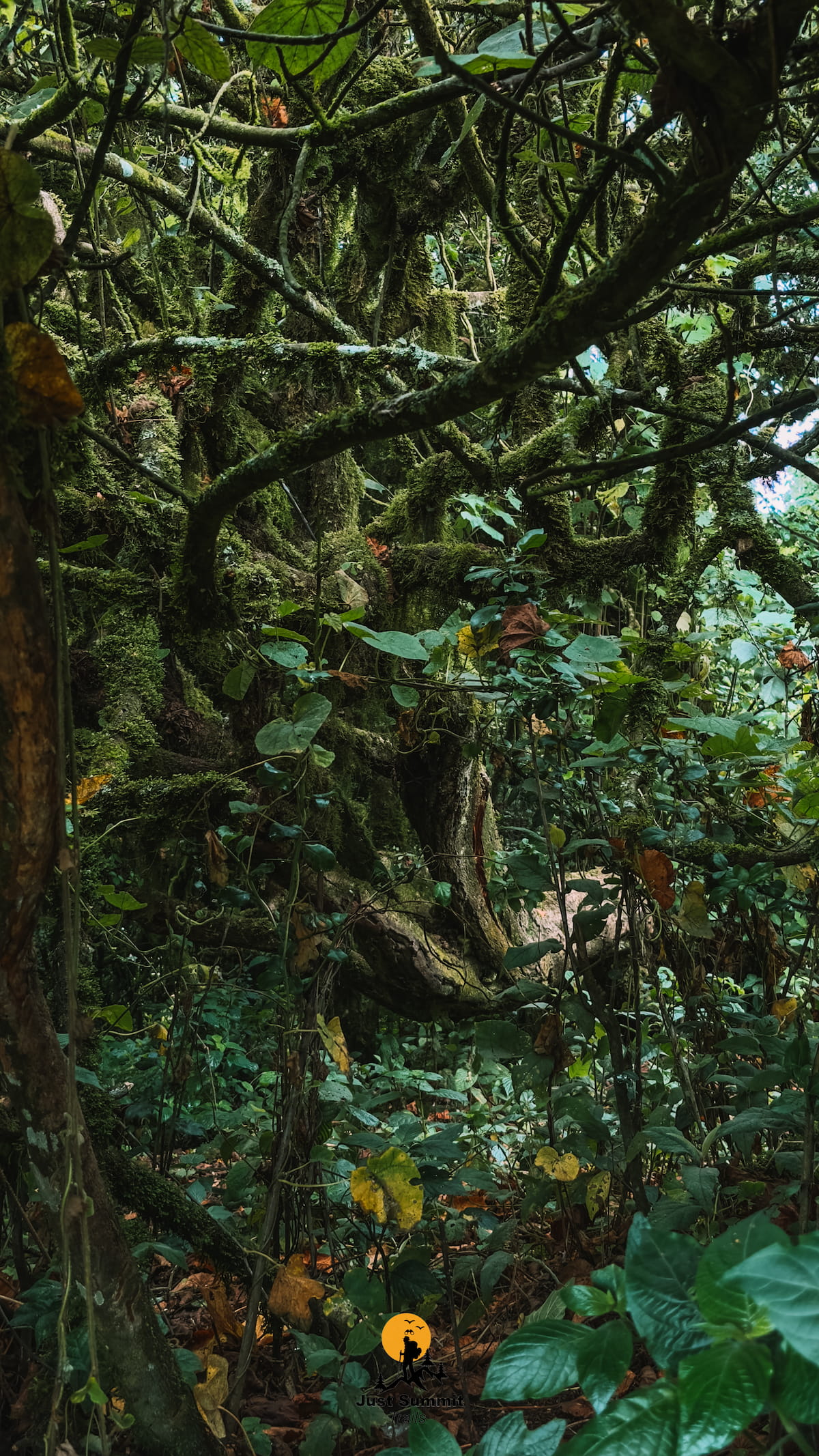 Oloolua Nature Trail